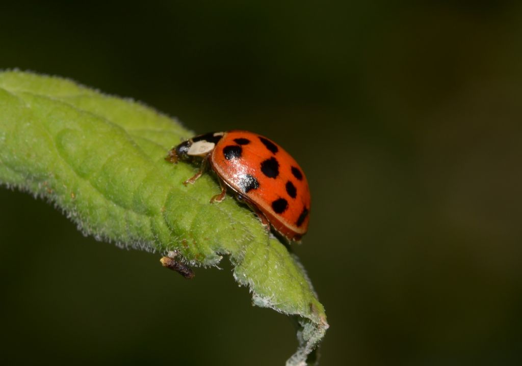 Coccinellidae: Harmonia axyridis